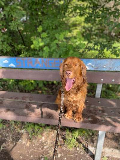 Dogorama Photo Challenge - Dein Hund beim Gähnen-Beitrag-Bild