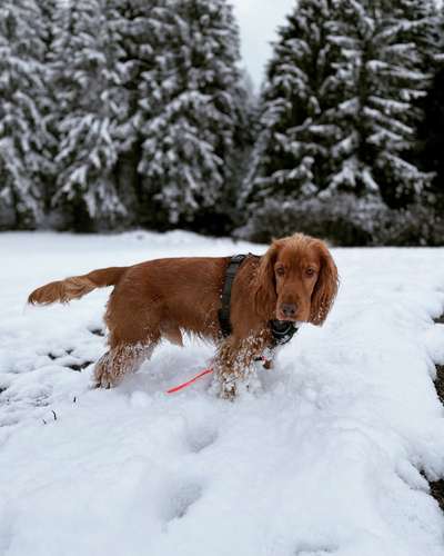 Dogorama Photo Challenge - Es wird nochmal kalt!-Beitrag-Bild