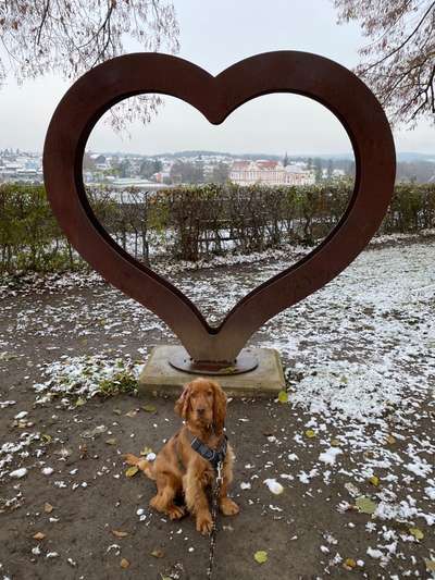 Dogorama Photo Challenge - Zufallsfund beim Gassi-Beitrag-Bild