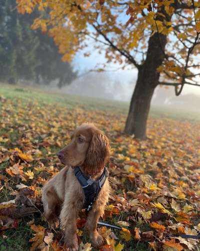 Zeigt mal die schönsten Bilder von euren Hunden !-Beitrag-Bild