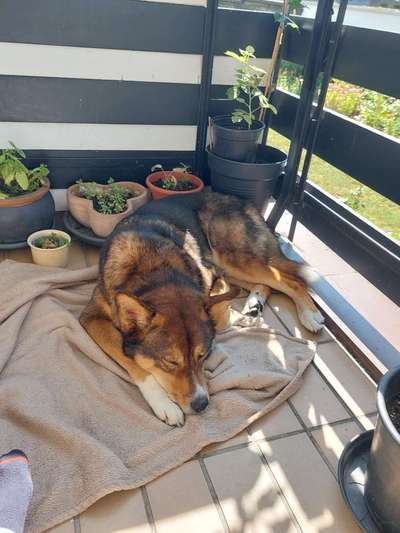 Mischlinge raten - Rätselspaß-Beitrag-Bild