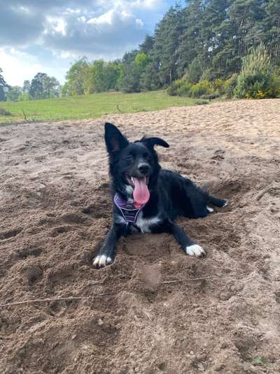 Hundetreffen-Spielfreunde gesucht-Bild