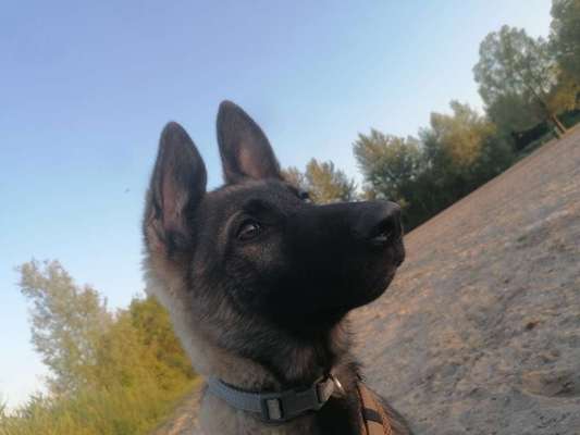 Alles rund um den Schäferhund, diskutieren erwünscht.-Beitrag-Bild