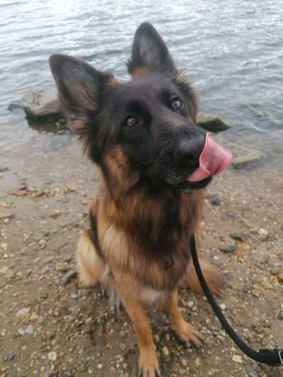 Alles rund um den Schäferhund, diskutieren erwünscht.-Beitrag-Bild