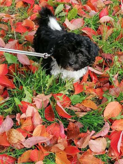 Die Dogorama Monats Challenge "Es grünt und blüht"-Beitrag-Bild