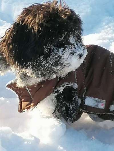 Die Dogorama Kalender Challenge Teil 2/4-Beitrag-Bild