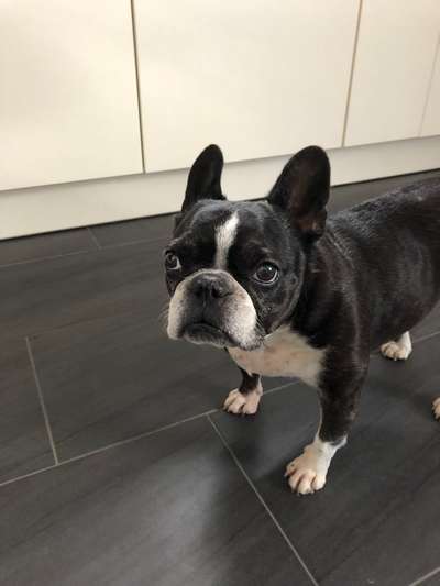 Wie heißt dein Hund?-Beitrag-Bild