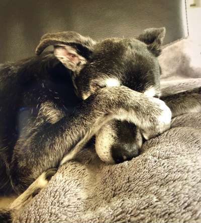 Unsere Fellnasen im Regenbogenland-Beitrag-Bild