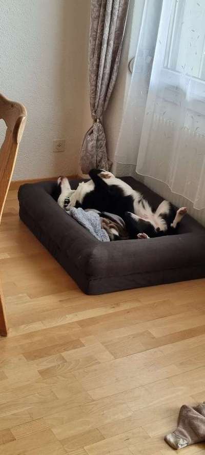 Foto Challenge - Zeigt her eure Bäuche-Beitrag-Bild