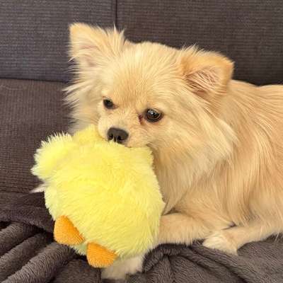 Hundetreffen-Gassirunde durch den Park-Bild