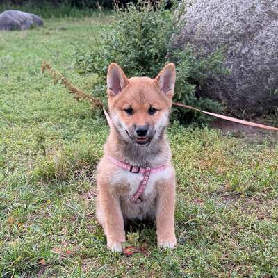 Hundetreffen-Welpe sucht Spielpartner-Bild