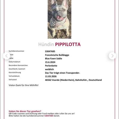 Suchmeldung-Pippilotta-Bild