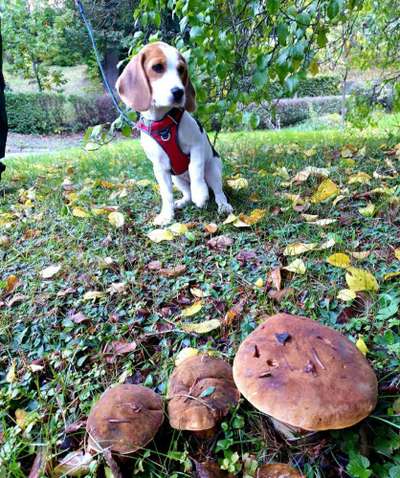 Dogorama Photo Challenge - Pilze-Beitrag-Bild