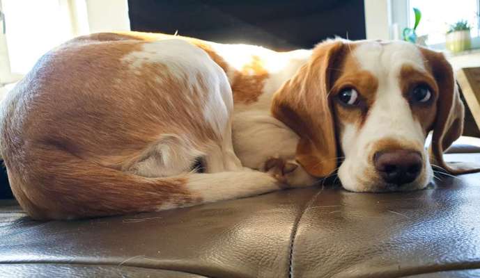 CHALLENGE NR. 19 - Der Hundeblick-Beitrag-Bild