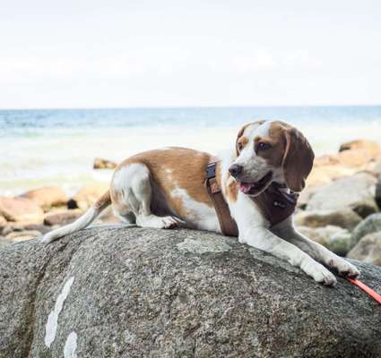 Challenge 41 - Mein Hund im Urlaub-Beitrag-Bild