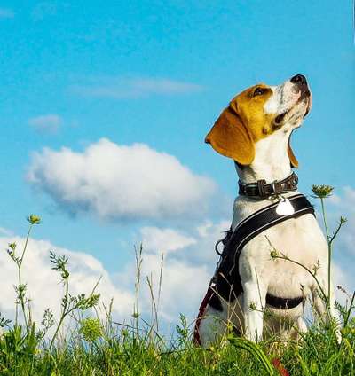 156. Fotochallenge *** DEIN HUND UND DIE WUNDERSCHÖNEN WOLKEN ***-Beitrag-Bild