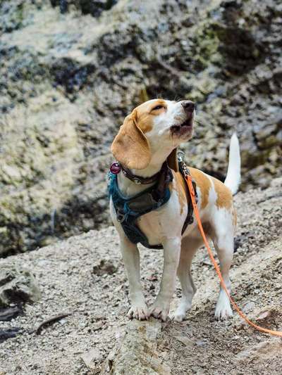 Dogorama Photo Challenge - Der Frühling kommt-Beitrag-Bild