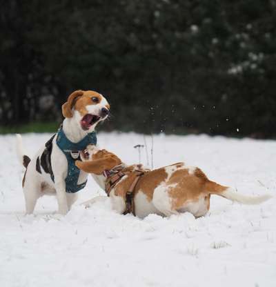 Die Dogorama Kalender Challenge Teil 2/4-Beitrag-Bild