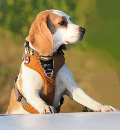 28. Farben Foto Challenge * BEIGE *-Beitrag-Bild