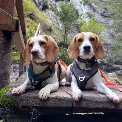 Zeigt her eure Junghunde :)-Beitrag-Bild