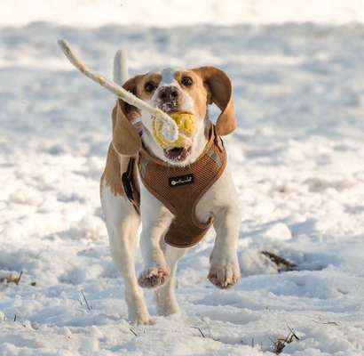 Dogorama Photo Challenge - Apportieren-Beitrag-Bild