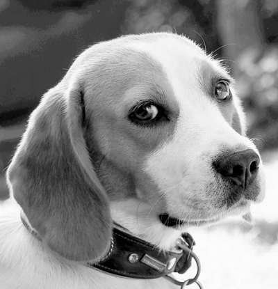 Foto-Challenge 76: Foto in Schwarz-Weiss-Beitrag-Bild