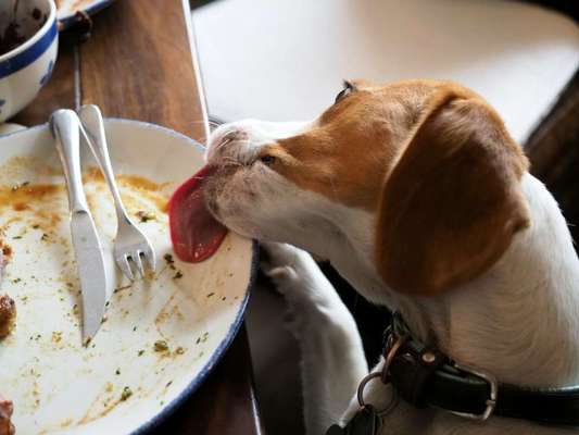 Fotochallenge 31 - Das perfekte Hundedinner-Beitrag-Bild