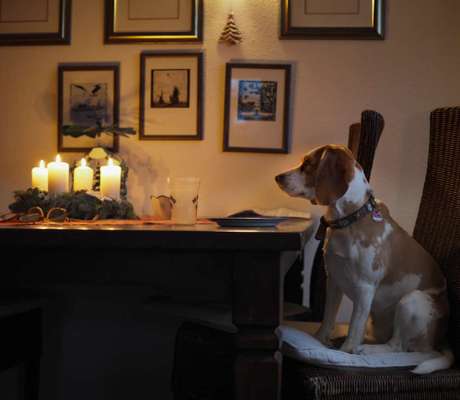 31. Handy - Fotochallenge
Vierbeiner mit am Tisch-Beitrag-Bild