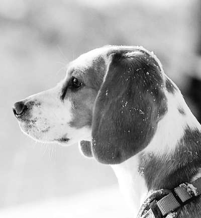 Foto-Challenge 76: Foto in Schwarz-Weiss-Beitrag-Bild