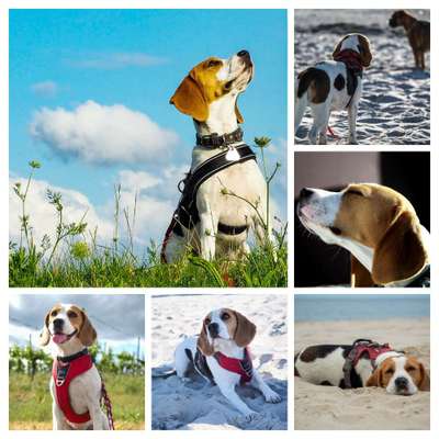 52. Collagenchallenge: Dein Hund im Sonnenschein-Beitrag-Bild