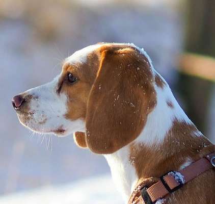 Dogorama Photo Challenge - Es wird nochmal kalt!-Beitrag-Bild