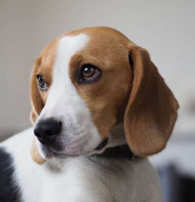 Dogorama Photo Challenge - Hundeblick zum hinschmelzen-Beitrag-Bild