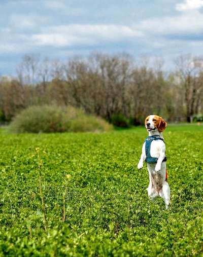 Dogorama Photo Challenge - Der Frühling kommt-Beitrag-Bild