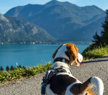 Dogorama Photo Challenge - schönster Gassiausblick-Beitrag-Bild