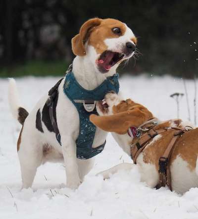 Dogorama Photo Challenge - Spielgesicht-Beitrag-Bild