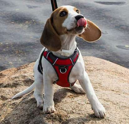 Fotochallenge Nr. 59 - Mein Hund zeigt die Zunge-Beitrag-Bild