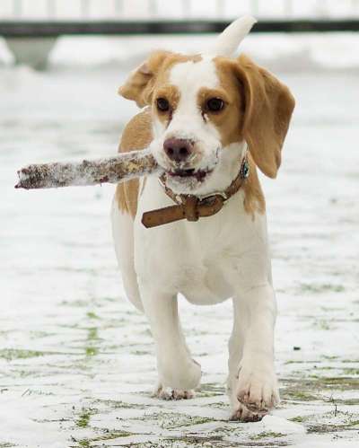 Dogorama Photo Challenge - Tricks, Tricks & Tricks!-Beitrag-Bild