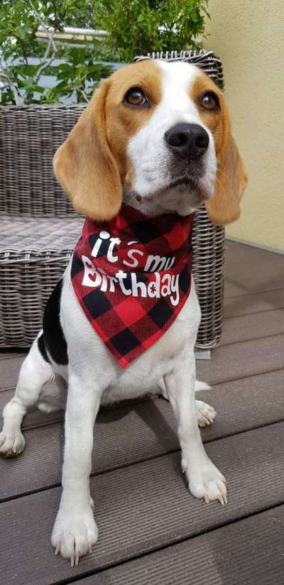 Dogorama Photo Challenge - Tre Chic!-Beitrag-Bild