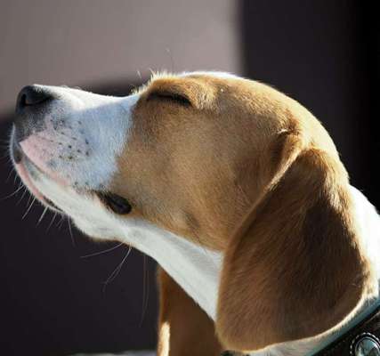 Fotowettbewerb zum Thema "Sonne"-Beitrag-Bild