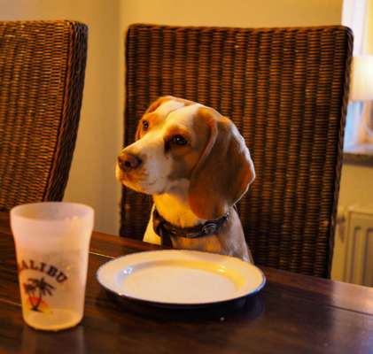 Dogorama Photo Challenge - Hundeblick zum hinschmelzen-Beitrag-Bild