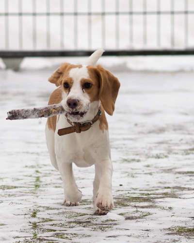 Dogorama Photo Challenge - Winterstimmung-Beitrag-Bild