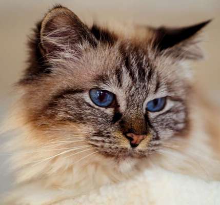 Hundebilder-Beitrag-Bild