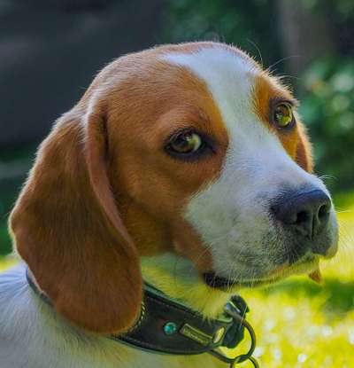 Fotochallange Nr. 57     PORTRÄT.   Beendet!!!!!!!!-Beitrag-Bild