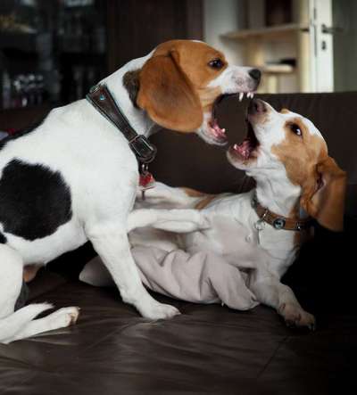 Fotochallenge Nr. 47 - Zeigt die Zähne-Beitrag-Bild