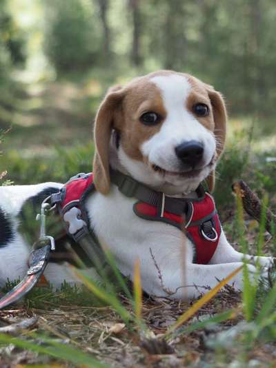 Lachen😀 eure Hunde auch so gerne😂-Beitrag-Bild