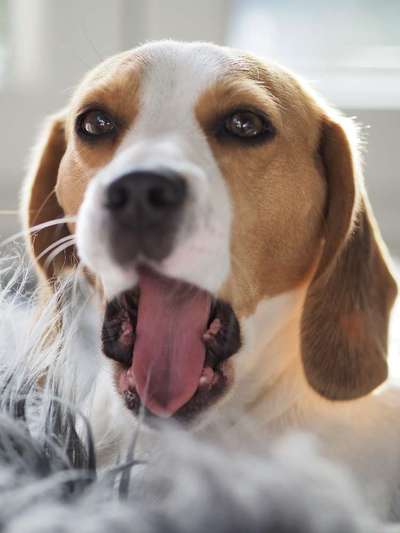 Dogorama Photo Challenge - Mäulchen auf-Beitrag-Bild