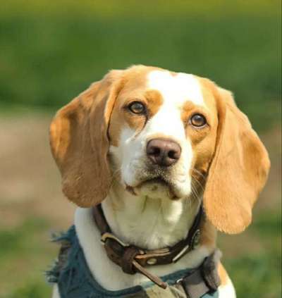 Dogorama Photo Challenge - Portrait-Beitrag-Bild