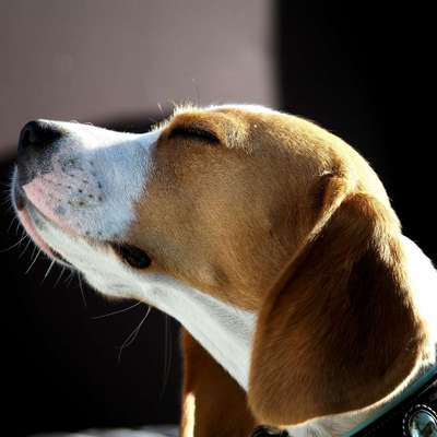 Die Dogorama Kalender Challenge 4/4-Beitrag-Bild