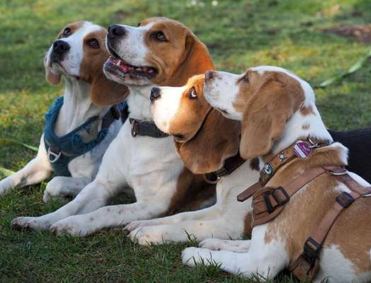 Die Dogorama Kalender Challenge Titelbild-Beitrag-Bild