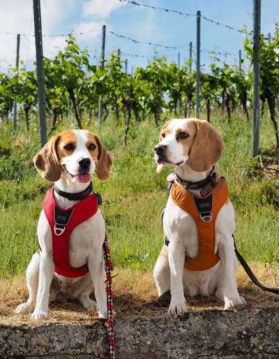 Dogorama Photo Challenge - Gassipause-Beitrag-Bild